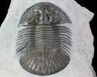 Scabriscutellum Trilobite - Tiny Eye Facets #71569-3